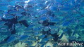 scuba diving photo