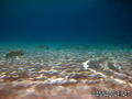scuba diving photo