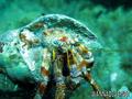scuba diving photo