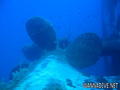scuba diving photo