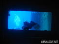 scuba diving photo