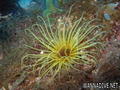 scuba diving photo