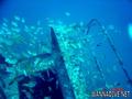 scuba diving photo