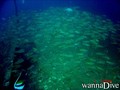 scuba diving photo