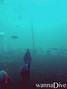 scuba diving photo