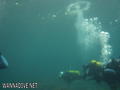 scuba diving photo