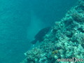 scuba diving photo