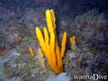 scuba diving photo
