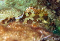 scuba diving photo