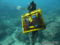 scuba diving photo
