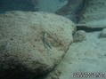scuba diving photo