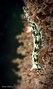 scuba diving photo