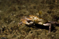 scuba diving photo