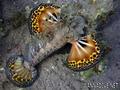 scuba diving photo