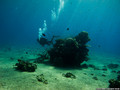 scuba diving photo