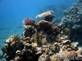 scuba diving photo