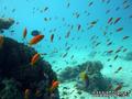 scuba diving photo