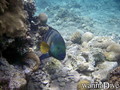 scuba diving photo