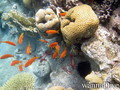scuba diving photo