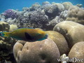 scuba diving photo