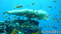 scuba diving photo
