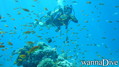 scuba diving photo