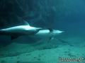 scuba diving photo