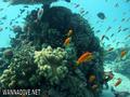 scuba diving photo