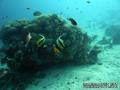 scuba diving photo