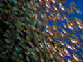 scuba diving photo