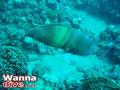 scuba diving photo