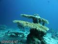 scuba diving photo