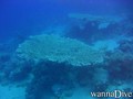 scuba diving photo