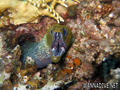 scuba diving photo