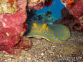 scuba diving photo