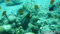 scuba diving photo