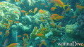 scuba diving photo