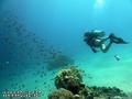 scuba diving photo