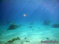 scuba diving photo