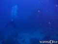scuba diving photo