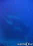 scuba diving photo