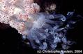 scuba diving photo