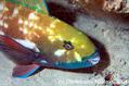scuba diving photo