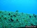 scuba diving photo
