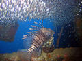 scuba diving photo