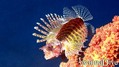 scuba diving photo