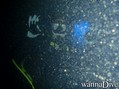 scuba diving photo