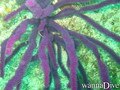 scuba diving photo