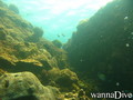 scuba diving photo