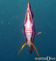 scuba diving photo